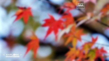 ساتوياما: كيف تعيش المجتمعات اليابانية في وئام مع الطبيعة؟