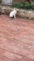 This white cat in a street in athens in incredibly cute