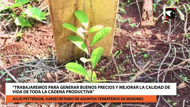 Misiones creó la Subsecretaría de Asuntos Yerbateros: “Trabajaremos para generar buenos precios y mejorar la calidad de vida de toda la cadena productiva”, aseguró Petterson