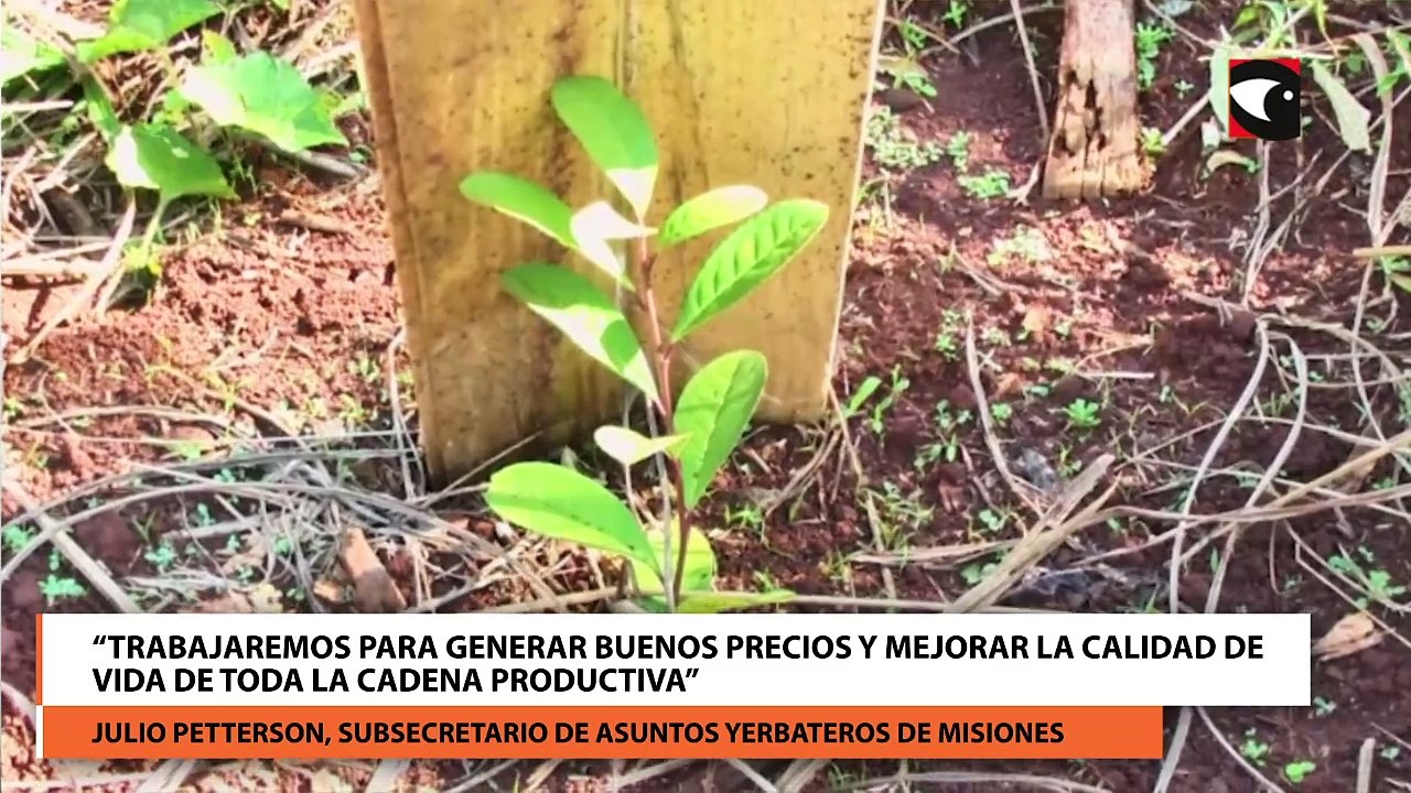 Misiones creó la Subsecretaría de Asuntos Yerbateros: “Trabajaremos para generar buenos precios y mejorar la calidad de vida de toda la cadena productiva”, aseguró Petterson