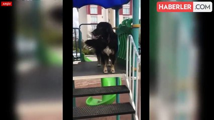 Başıboş köpekler için 3 bakanlık harekete geçti, yeni düzenleme yolda