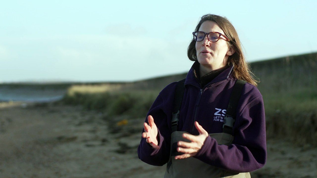 Seagrass seeds planted in Kent to restore the Thames’ underwater meadows