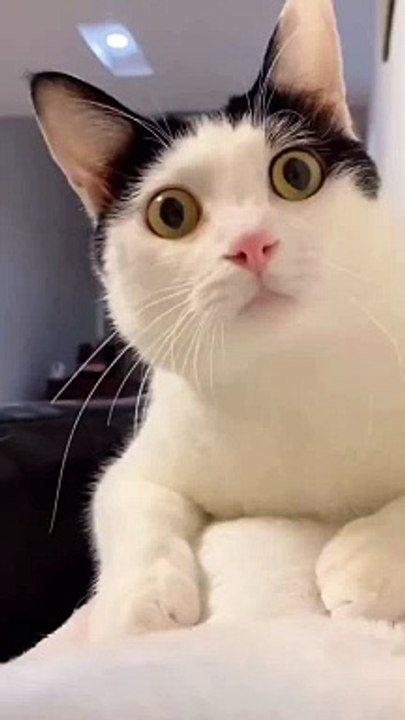 Funny Video Cats #1