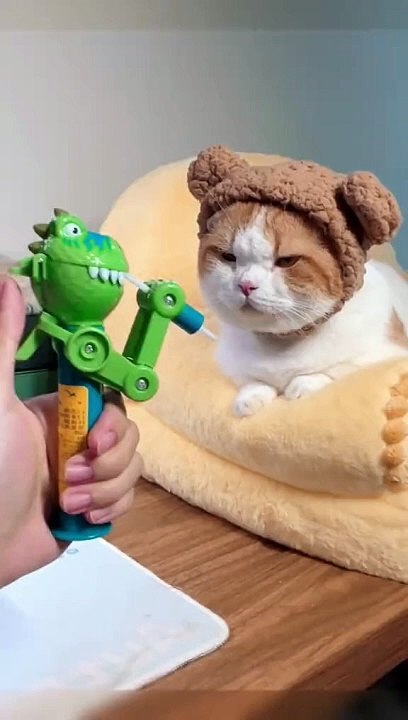 Funny Video cats #2