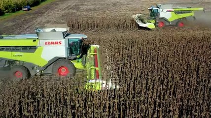 Sunflower harvesting