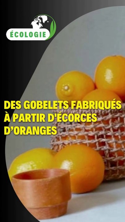 Des gobelets fabriqués à partir d'écorces d’oranges