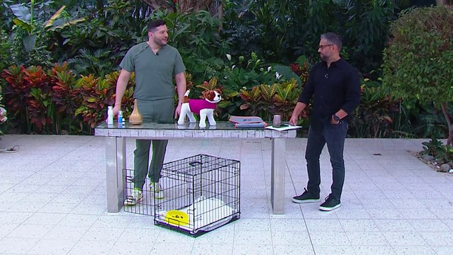 bd-consejos-para-ayudar-a-mascotas-asustadas-151223