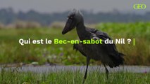 Qui est le Bec-en-sabot du Nil ?