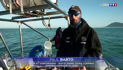 En plongée au milieu des requins