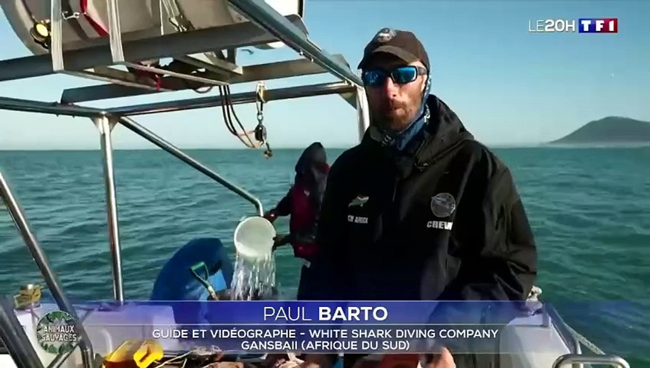 En plongée au milieu des requins