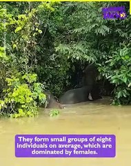 Searching for the Elusive Borneo Pygmy Elephant!