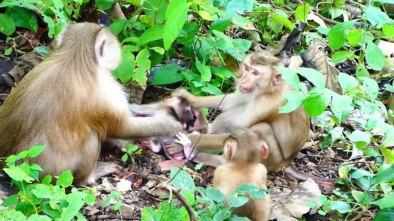 Lovable Monaco baby is caught by teenaged monkey, Monaco is brought to high tree, Molia get scared (720p_25fps_H264-192kbit_AAC)