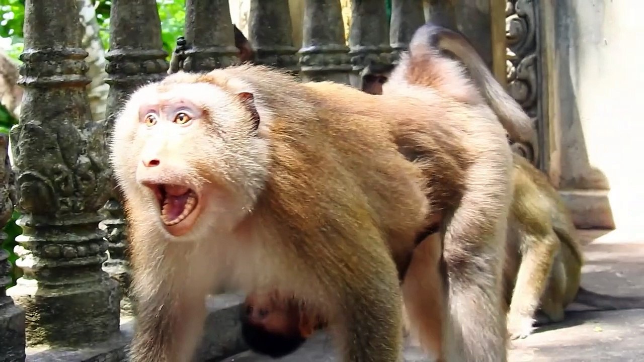 Lovable Mother Joanna Take Care Her Child Scared from Other Monkey (720p_25fps_H264-192kbit_AAC)