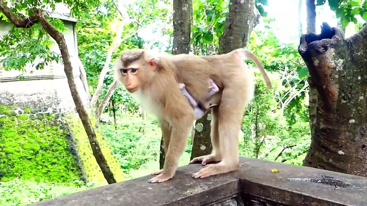 Lovable Monny Showing Tight Face Toward Cameraman, Poor Mom Moly Waiting For Foods Given (720p_25fps_H264-192kbit_AAC)