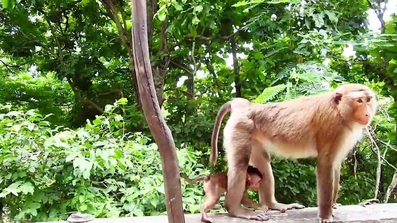 Lovable Mother Joanna Take Care Her Children (720p_25fps_H264-192kbit_AAC)