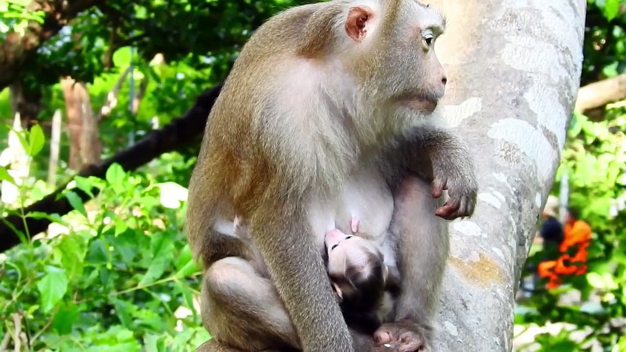 Lovable Newborn PEDRO Sleep On Pinka Mommy Look So Beautiful Face (720p_25fps_H264-192kbit_AAC)