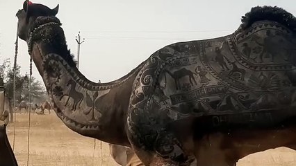 बदलाव हो, सुविधा बढ़े तो फिर लौट सकता है विश्वस्तरीय रामदेव पशु मेला का गौरव