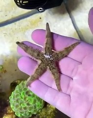 #Relaxing⭐ لقطات مضحكة لنجم البحر وهو ينقلب على بطنه من تلقاء نفسه!