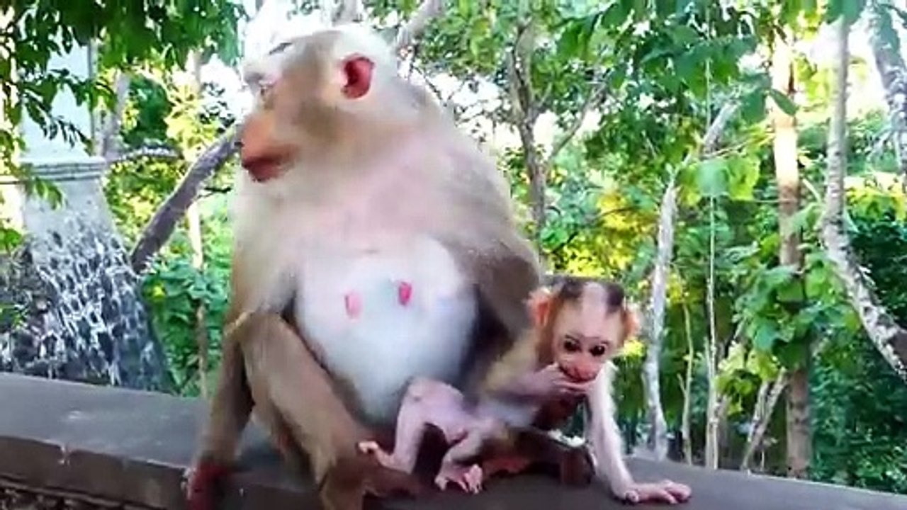 Lovely Gestures Of Baby Rockstar (720p_25fps_H264-192kbit_AAC)