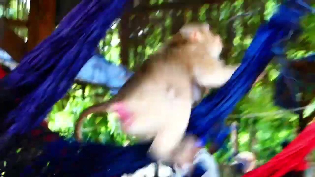 Lovely Actions Of Adorable Baby Monkey With Mother Moly, Money Holds Leg Of Moly Walking (720p_25fps_H264-192kbit_AAC)
