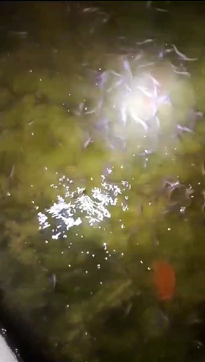 Modal, Lahan, ilmu, dan Pemasaran, 4 hal ini kunci sukses budidaya ikan lele