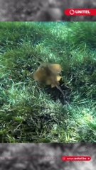 Se confirma la primera extinción de un pez marino por culpa de la actividad humana