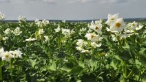 Potato crop flowering