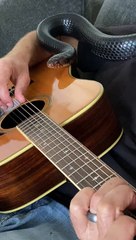 Relaxing Guitar Sounds Calm a Pet Eastern Indigo Snake 🎸