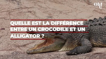 Quelle est la différence entre un crocodile et un alligator ?
