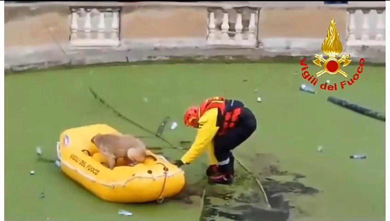 Isola Capo Rizzuto, due cani cadono in una vasca: salvati dai Vigili del fuoco