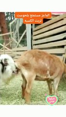 The goat is enjoying the wealth of his earnings