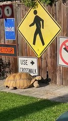 Smart Tortoise Reads Sign