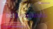 Mufasa: El Rey León, llega a los cines en el 2024