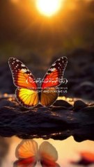 أية قرأنية عجيبة غيرت حياتي للأفضل