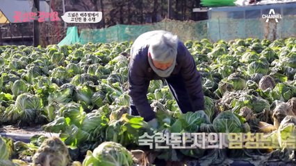드넓은 배추밭을 누비는 꽃길 주인공?! 왕년에 칼 좀 다룬(?) 창훈의 솜씨