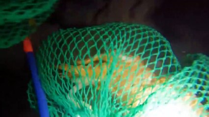 Big cuttlefish swimming in the sea - Big Cuttlefish Discovered Under the Sea