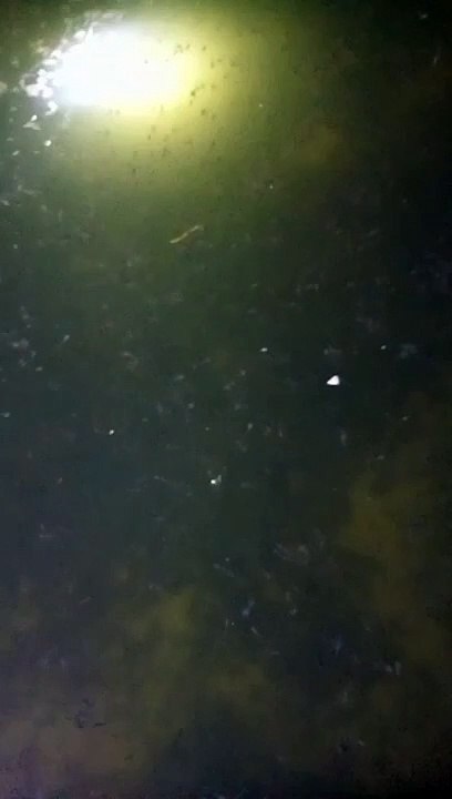 Ngurus larva lele harus telaten dan sabar untuk menghasilkan bibit berkualitas