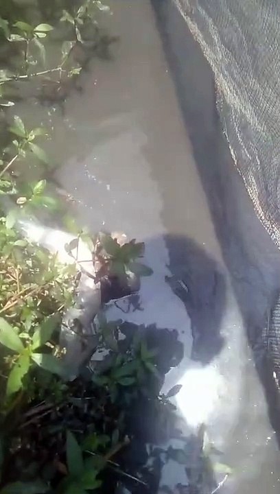 Budidaya ikan lele kolam jaring memang memuaskan