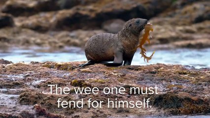 Lucunya anak anjing laut ini