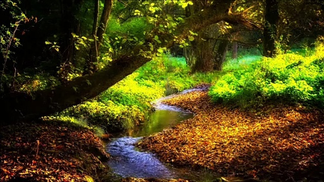 Nature - Free Stock Video #FreeStockVideo