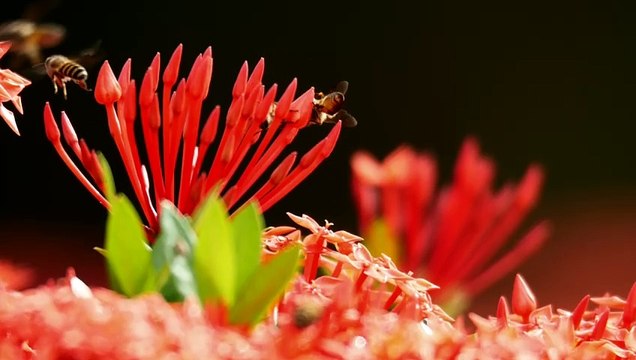 Insects on plants in the sun - Free Stock Video