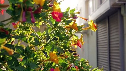 Sun flare through a garden - Free Stock Video