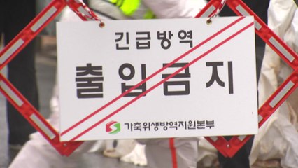 고병원성 AI 확진 농가 18곳...정부 "신선란 112만 개 수입" / YTN