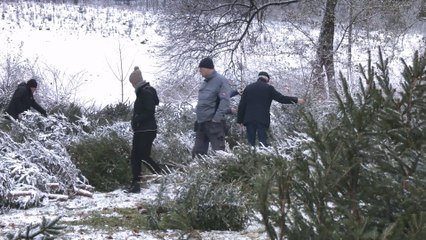 Kupujmy legalną choinkę z Lasów Państwowych