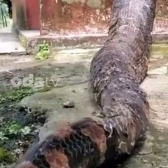 Dev yılan evin avlusuna kadar girdi