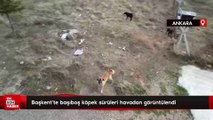 Ankara'da başıboş köpek sürüleri havadan görüntülendi