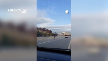 Gediz'de Sahibinden Kaçan Deve Kuşu Ortalığı Birbirine Kattı!