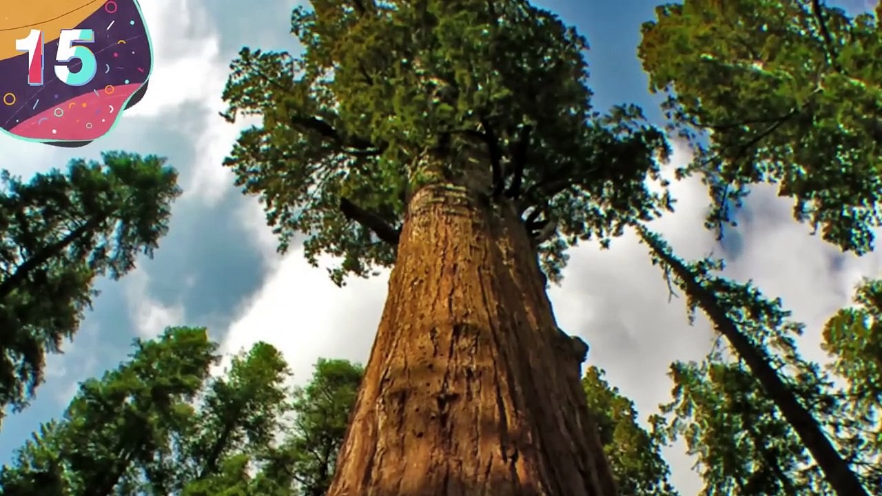 15 GIGANTIC Trees and Plants