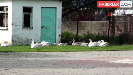 Balıkesir'de bir kaz, her ezan sesinde camiye koşuyor