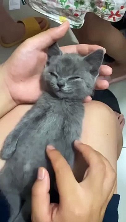 Cute Cat Funny